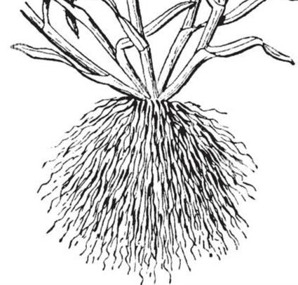 Adventitious roots